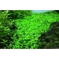 thumbnail image 4 of Potted Monte Carlo (Micranthemum) - Easy Carpet Aquarium Plant by West Coast Aquatics, 4 of 4