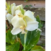 Blue Buddha Farm: Moonshine Canna Lily Plug *LIVE PLANT* - Rare and Limited Pure White Canna - Easy to Grow Outdoor Perennial Plant