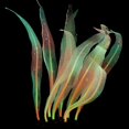 thumbnail image 3 of Decoración de paisaje de acuario de silicona simulación coral kelp, 3 of 5