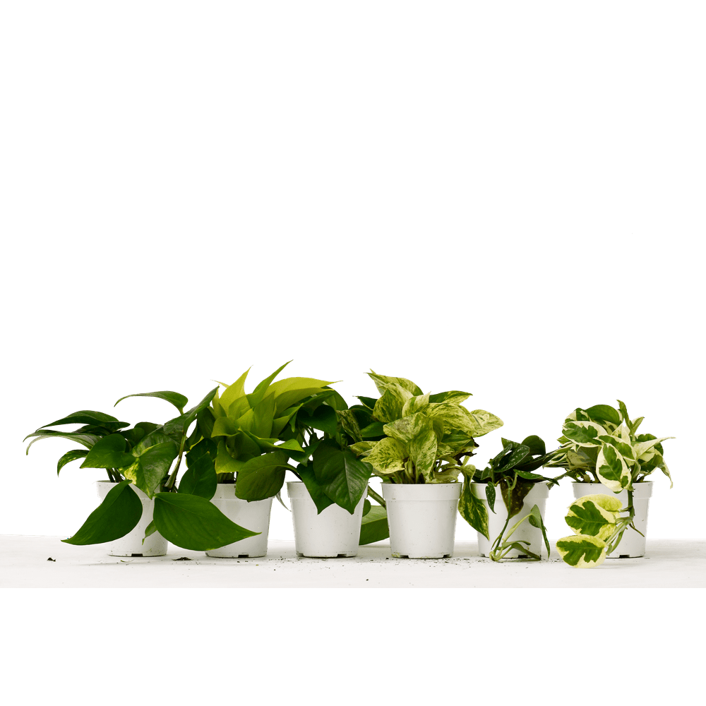 6 Different Pothos Plants in 4" Pots Live House Plant