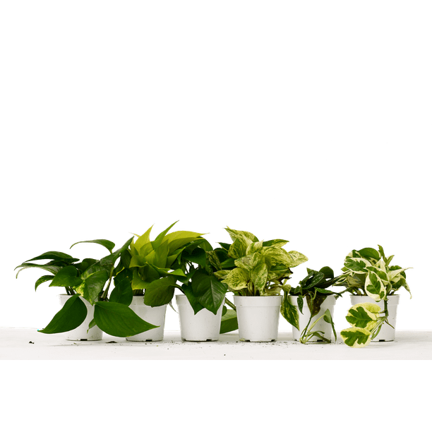 6 Different Pothos Plants in 4" Pots Live House Plant