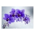thumbnail image 2 of Tiptophomedecor Peel and Stick Floral Wallpaper Wall Mural - Purple Orchid - Removable Wall Decals, 2 of 3
