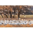 thumbnail image 2 of Jaynes Gallery 24x17 Gold Ornate Wood Framed with Double Matting Museum Art Print Titled - USA-New Mexico-Bosque del Apache National Wildlife Refuge-Snow geese feeding at sunrise, 2 of 4