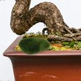 thumbnail image 4 of KAKOWELY dried moss for crafts 6Pcs Fake Mossy Stone Model Garden Layout Moss Rocks Ornament Lawn Landscaping Fake Rocks4.72"X3.54"X2.36", 4 of 5