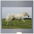 thumbnail image 1 of Wallhogs Horse III Glossy Wall Mural, 1 of 2