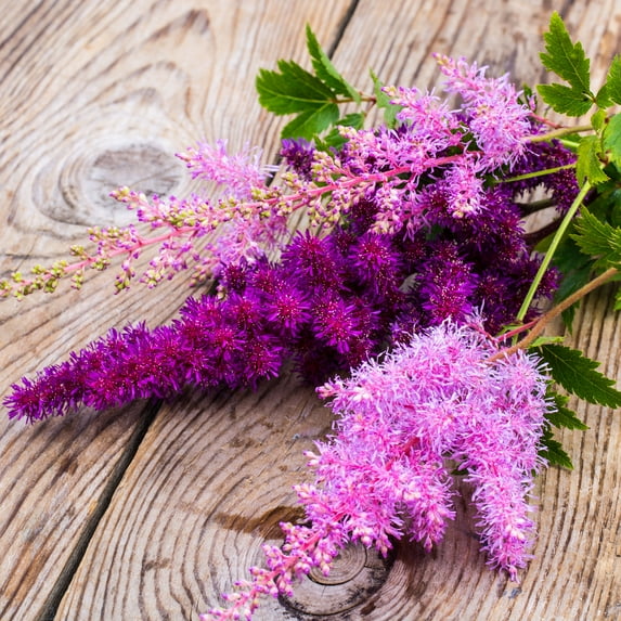 Non-GMO Astilbe Finest Mix Garden Seeds - 100 Seeds - Annual Heirloom Astilbe Seeds for Ornamental Garden Planting - Non-GMO Astilbe Finest Mix Seed Assortment Includes White, Pink, Lavender, Fuchsia