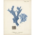 thumbnail image 2 of Esper, Johann 26x32 White Modern Wood Framed Museum Art Print Titled - Antique Coral in Navy I, 2 of 4