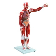 27-Part 1/2 Human Muscle and Organ Anatomy Model, 27-Part 1/2 Life-Size Muscular Figure with Removable Parts for Medical Schools and Training Programs