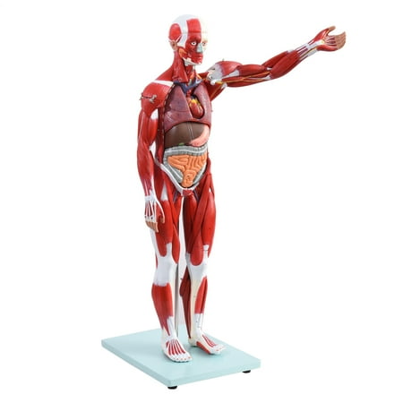 27-Part 1/2 Human Muscle and Organ Anatomy Model, 27-Part 1/2 Life-Size Muscular Figure with Removable Parts for Medical Schools and Training Programs