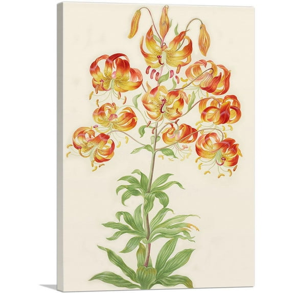 ARTCANVAS Turk's Cap Lily Canvas Art Print by Maria Sibylla Merian - Size: 12" x 8" (0.75" Deep)