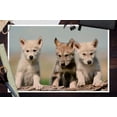 thumbnail image 3 of Wolf Pups (12x18 Wall Art Poster, Room Decor), 3 of 3