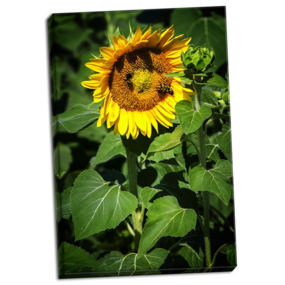 Gango Home Decor Contemporary A Summer Flower I by Alan Hausenflock (Ready to Hang); One 24x36in Hand-Stretched Canvas