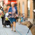 thumbnail image 3 of Amdohai 5ft Strong Dog Leash Pet Thick Durable Nylon Rope Tangle-Free Highly Reflective Threads for, 3 of 7