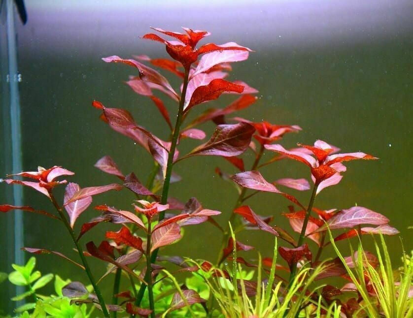 Ludwigia Repens (Super Red Mini) Live Aquarium Plants BUY2 GET1 FREE - image 3 of 12
