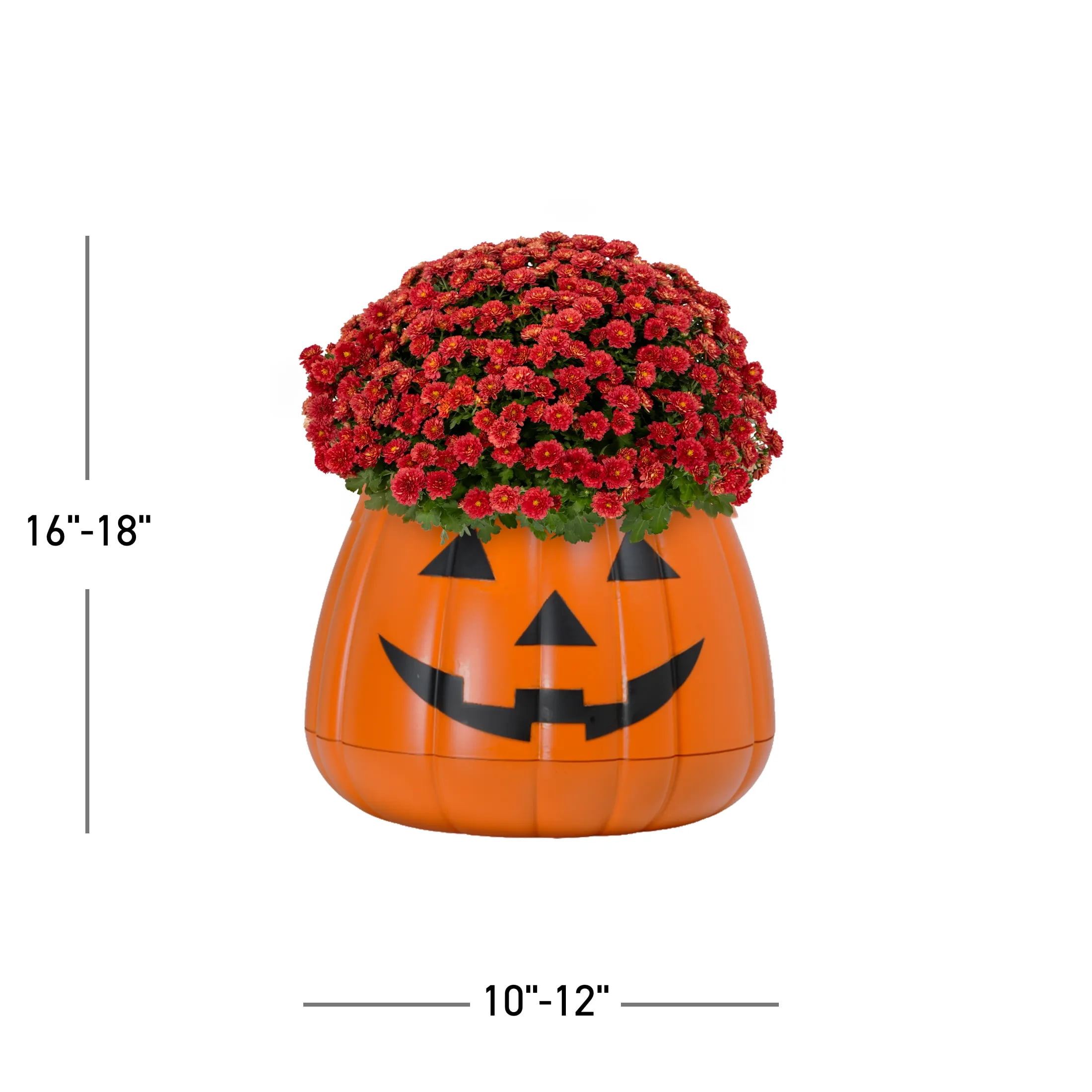 Expert Gardener 3qt Red Mum in 7" Jack-O-Lantern Planter (1-pack), Fall Decor