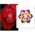 thumbnail image 4 of Rhinestone flower brooch, large crystal flower brooch, lapel pin, suitable for parties, birthdays, dances, banquets, dresses, suits, formal wear, hats, bags, and other accessories; women's jewelry., 4 of 6