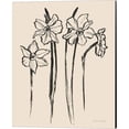thumbnail image 1 of Great Art Now Ink Sketch Daffodils by Sara Zieve Miller, Canvas Wall Art, 16W x 20H, 1 of 2