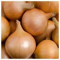 Everwilde Farms - 1 lb Yellow Sweet Spanish Onion Seeds - Gold Vault Bulk Seed Packet