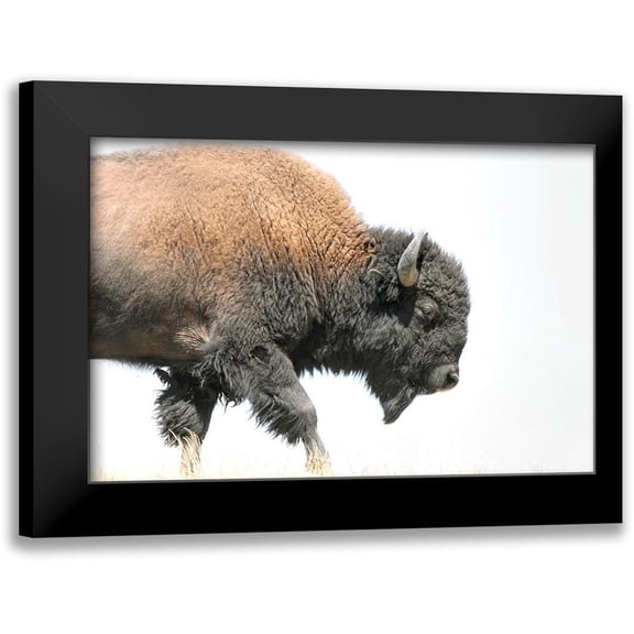 Schell, Jennie Marie 14x11 Black Modern Framed Museum Art Print Titled - Buffalo Bison Walk