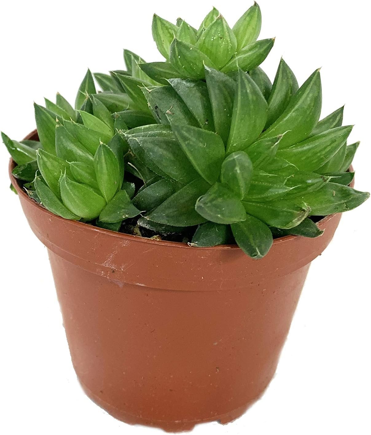 Artisan Grown Haworthia Succulent Collection  2 Live Haworthia Plants in 4 Inch Pots  Growers Choice - Hand-Picked for Beauty  Perfect Plant Assortment for Indoors or Outdoors