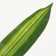 thumbnail image 3 of 10 piezas de plantas falsas Dracaena Fragrans hojas tropicales artificiales de una sola hoja verde para decoraciones de fiesta de cocina casera (verde oscuro), 3 of 5