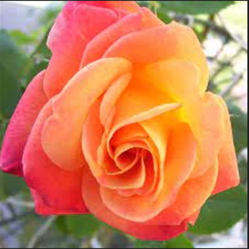30 Seeds Climbing Joseph's Coat Rose Seeds Perennial Non, Mix for Garden Planting