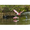 thumbnail image 2 of Jones, Adam 32x23 White Modern Wood Framed Museum Art Print Titled - Roseate spoonbill flying-Merritt Island National Wildlife Refuge-Florida, 2 of 4