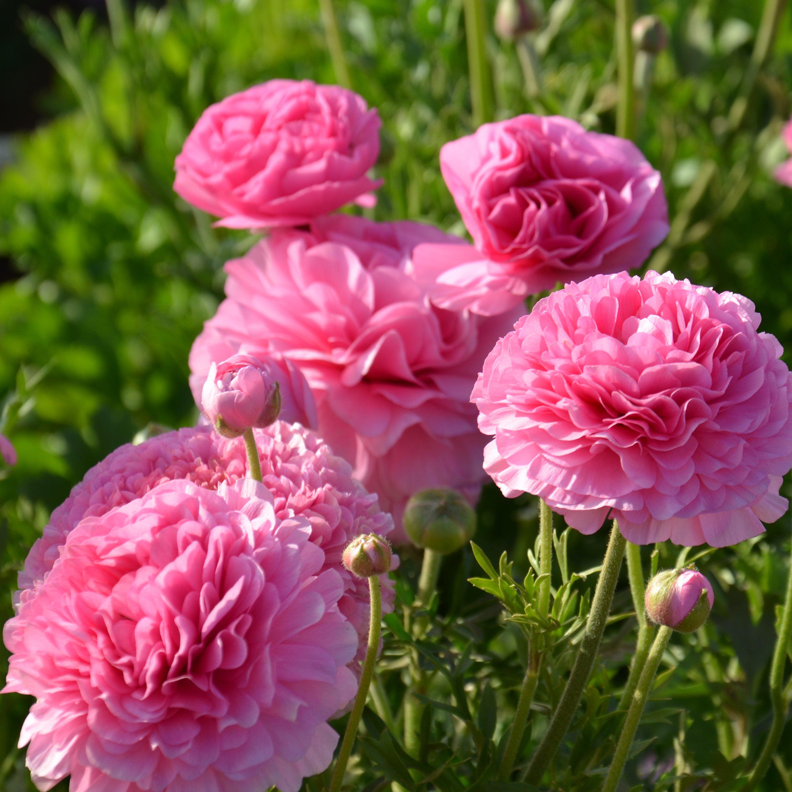 Ranunculus Asiaticus Tecolote 'Pink' Persian Buttercups (10 Pack ...