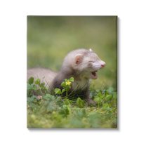 Stupell Industries Baby Ferret in Grass Animals & Insects Photography Gallery Wrapped Canvas Art Print Wall Art, 16 x 20