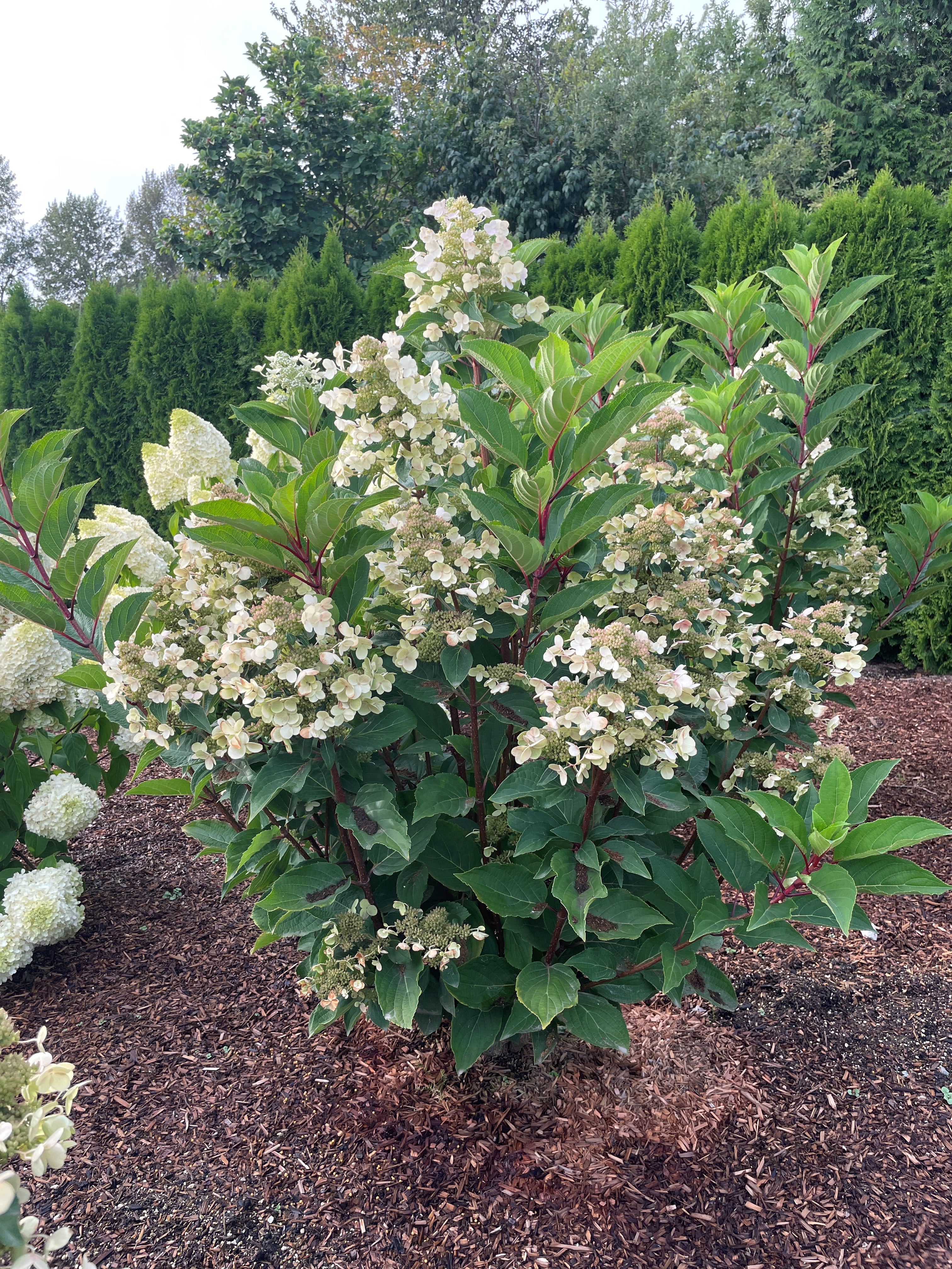 1 gal. Torch Hardy Hydrangea (Paniculata) Live Shrub, Creamy White-Pink Flowers