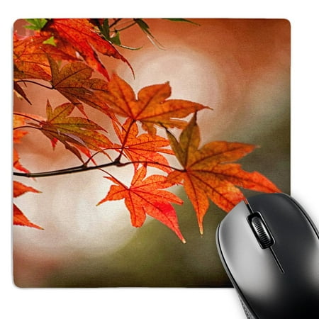 3dRose  Red Japanese maple leaves in Fall  MousePad price history on PriceWatchPro