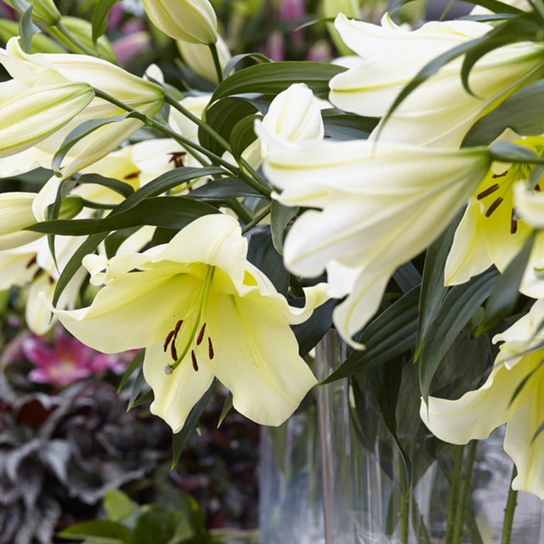 Van Zyverden Lilies Big Brother Set of 7 Bulbs Yellow Partial Sun