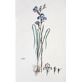 thumbnail image 2 of Gordon, Robert J. 16x24 Gold Ornate Wood Framed with Double Matting Museum Art Print Titled - Orchid, 2 of 4