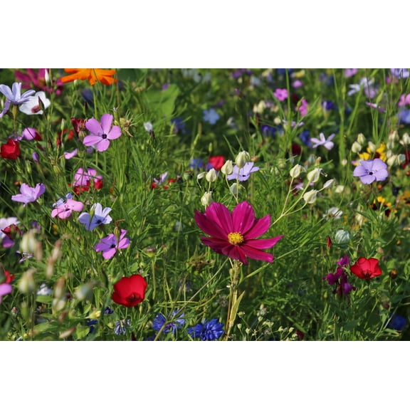 SEEDS = = 500 Seeds- -Serendipity's Southern Garden Wildflower Seed Pack -Starter Pack Flower Mix -Lots of Color! Butterflies Love - Cut Flower= =Serendipity Seedss