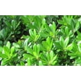 thumbnail image 7 of Pittosporum Green  1 Extra Large 3 Gallon Plant  Pittosporum Tobira  Lush Privacy Hedge  Easy-Care Landscape, 7 of 7