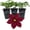 3 Plants, variant on Clematis Rosemoor - Live Starter Plant in a 2 Inch Growers Pot - Starter Plants Ready for The Garden - Rare Clematis for Collectors