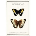 thumbnail image 3 of Waltz, Anne 13x18 Black Modern Framed Museum Art Print Titled - Morphidae, 3 of 5
