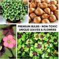 thumbnail image 6 of Iron Cross Shamrock Bulbs - 20 Bulbs to Plant - Good Luck Plant - Fast Growing Year Round Color Indoors or Outdoors - Oxalis Shamrock Bulbs - Ships from Iowa, Made in USA, 6 of 8