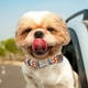 thumbnail image 5 of Custom Large Dog Collar Cute Print Personalized Pet Collar Nylon Puppy Dogs ID Collars Engraved Name for Small Medium Large Dog ShopWise Round, 5 of 33