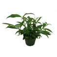 thumbnail image 4 of Fire Lipstick Plant - 4" Pot - Aeschynanthus radicans, 4 of 4