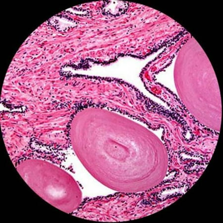 amscope ps25w prepared microscope