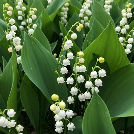 5 Lily of the Valley Plant, Dormant Tree, Lily of The Valley Plant Live for Indoor Outdoor Garden, 4-8 Inch