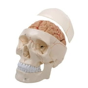 HISH Human Skull Model Life-Size with Brain Removable Skullcap Professional Grade Anatomical Skull Model for Science Education, with Base (Life-Size)