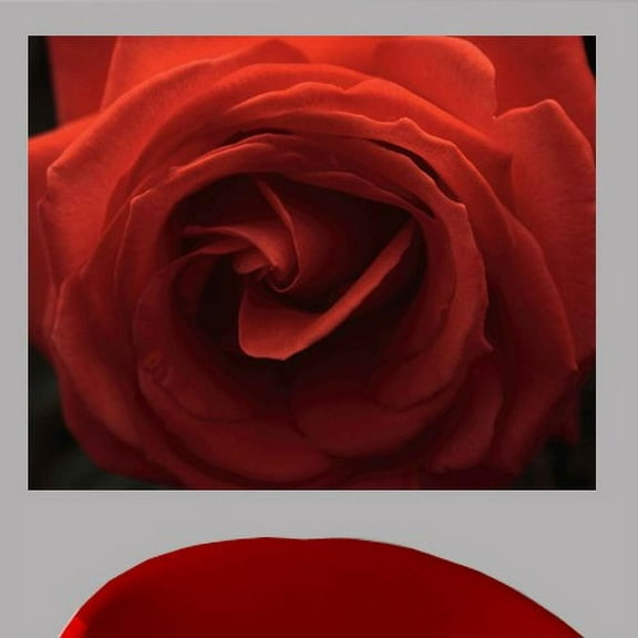 Wallhogs Batie Rose Wall Mural