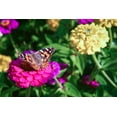 thumbnail image 3 of Earthcare Seeds - Zinnia California Giant Mixed 500 Seeds (Zinnia Elegans) Heirloom - Open Pollinated, 3 of 5