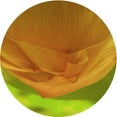 thumbnail image 1 of Ahgly Company Machine Washable Indoor Round Transitional Mahogany Brown Area Rugs, 6' Round, 1 of 7