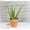 Clay, variant on Altman Plants Star Aloe Succulent Decor - Live Plant Gift - 3.5 in Terracotta Plant Pot