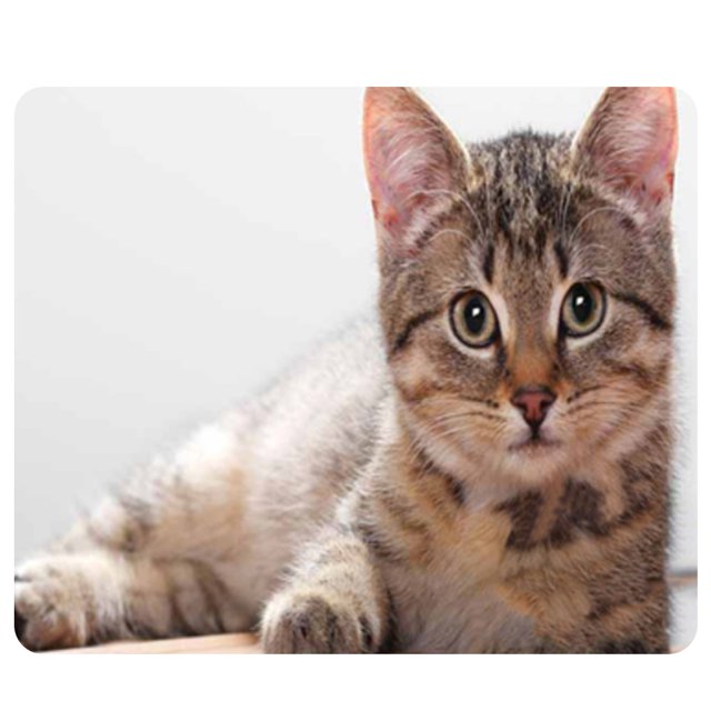 CAT-5 Mouse Pad Cute Cat Picture Anti-Slip Gaming Mouse Mat Replacement for PC Computer Laptop