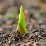 حقيبة قيمة لمبات زهور جلاديولوس البيضاء - 30 لمبة لكل عبوة - تجذب الفراشات والطيور الطنانة - جيدة مثل قطع الزهور - تنمو بشكل جيد في الحاويات - معمرة - حديقة حية