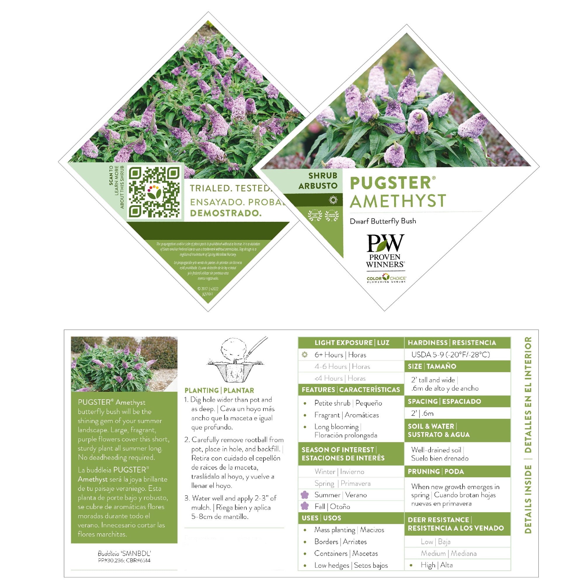 Proven Winners ColorChoice Pugster Amethyst Buddleia Live Shrub (2 Gallon)